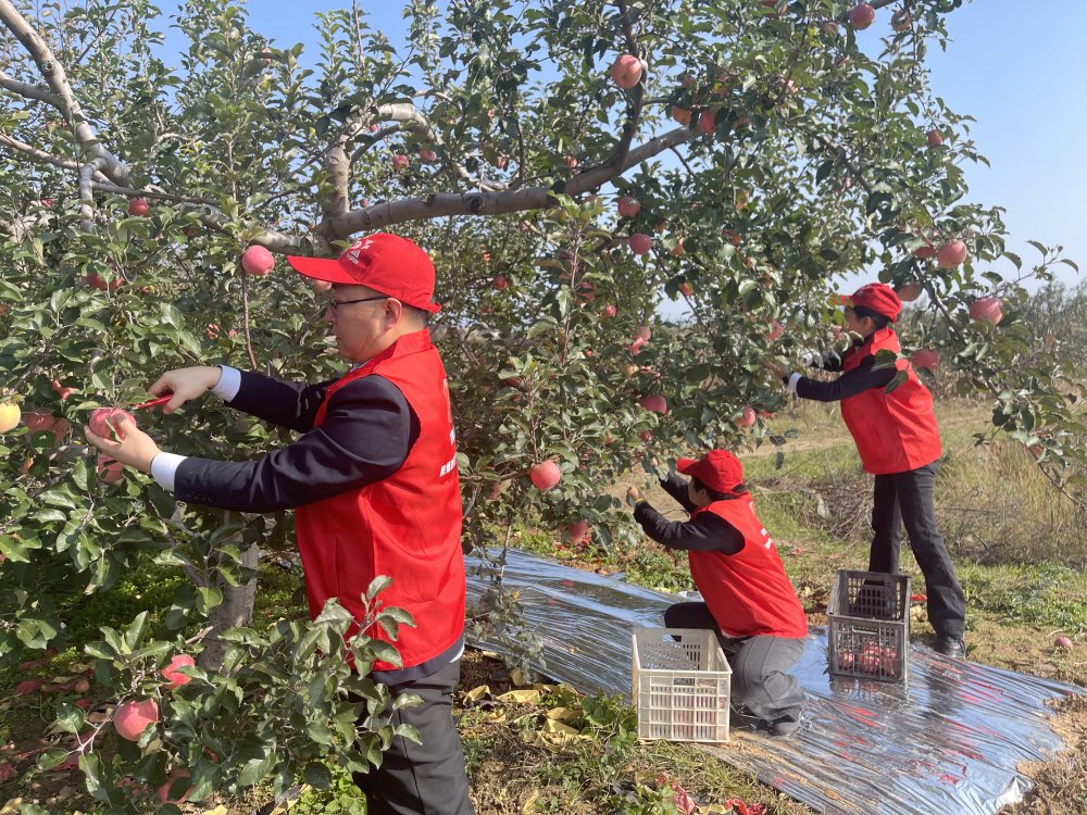 陜煤建設澄合分公司機關黨支部:黨員助農采摘忙 蘋果園里踐初心